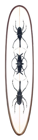 emquies_beetles